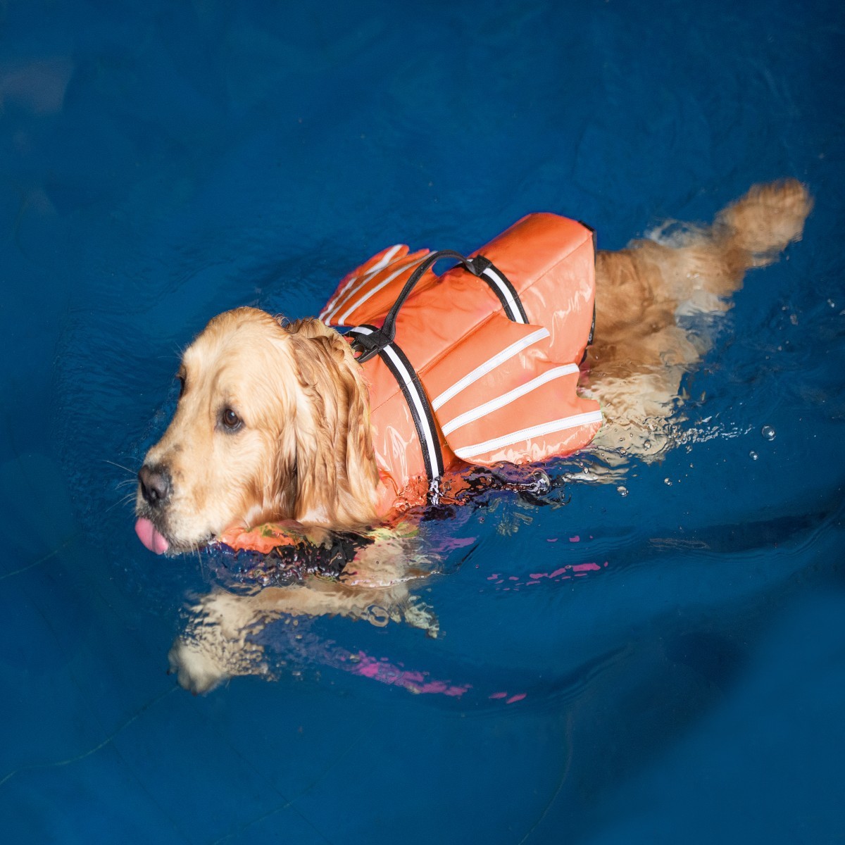 Dogs Life Jacket with Chin Flo - Life Jacket recension och pris